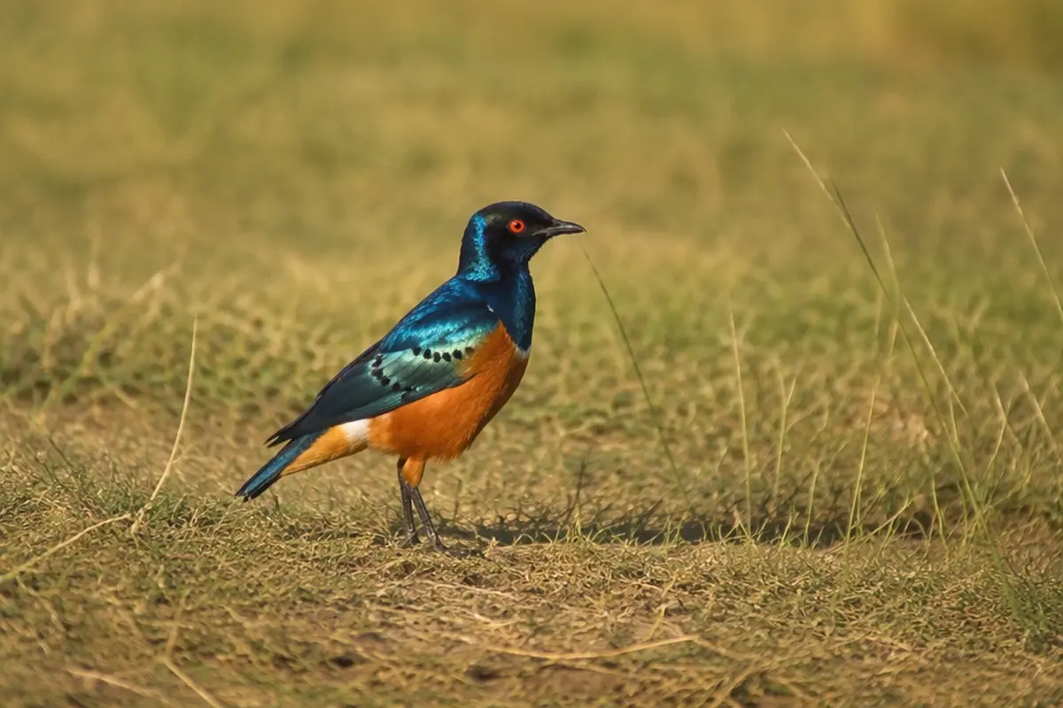 Top Wildlife to See in Mikumi National Park
