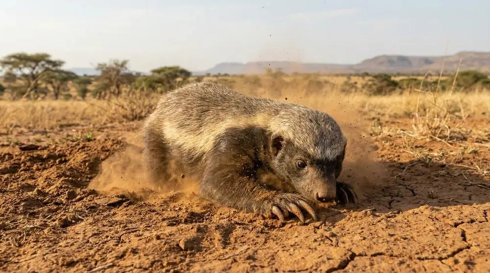 How to Photograph the Honey Badger on Safari