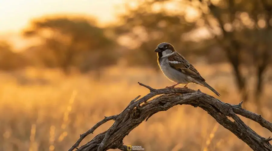 House Sparrow