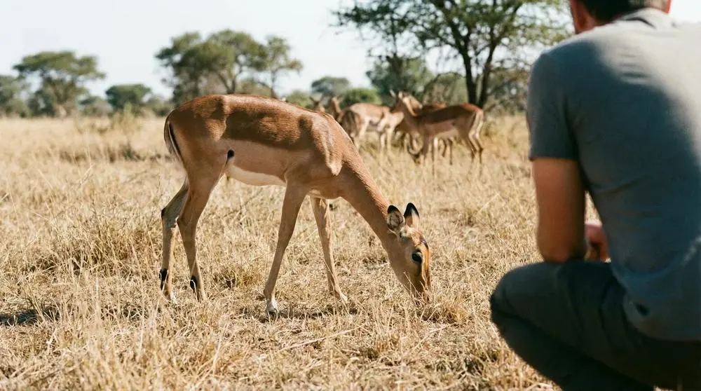 How to Photograph the Impala on Safari
