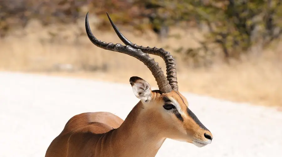 Impala