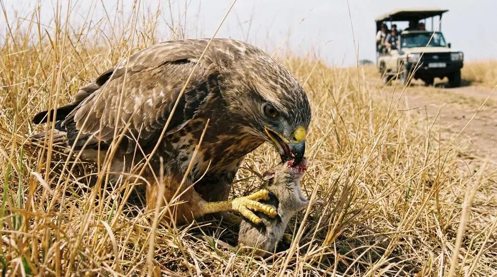 Top Wildlife to See in Sabi Sand Game Reserve