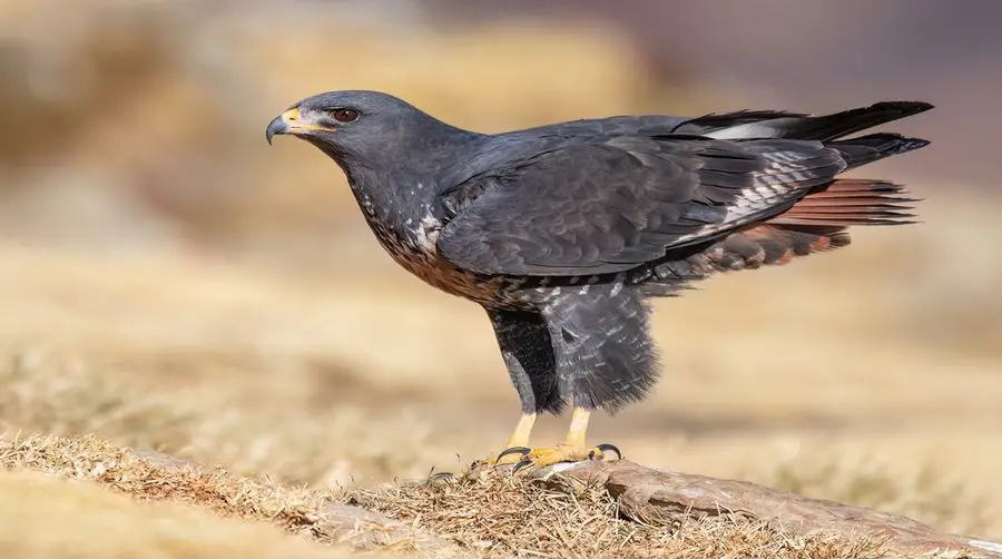 Jackal Hawk