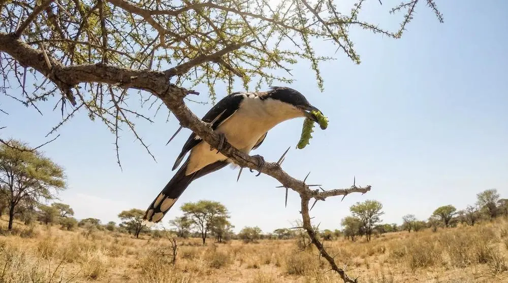Top Wildlife to See in Nyerere National Park (Selous)