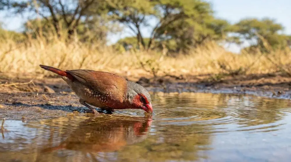 Top Wildlife to See in Tarangire National Park