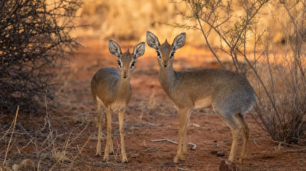 How to Photograph the Kirk's Dik-dik on Safari
