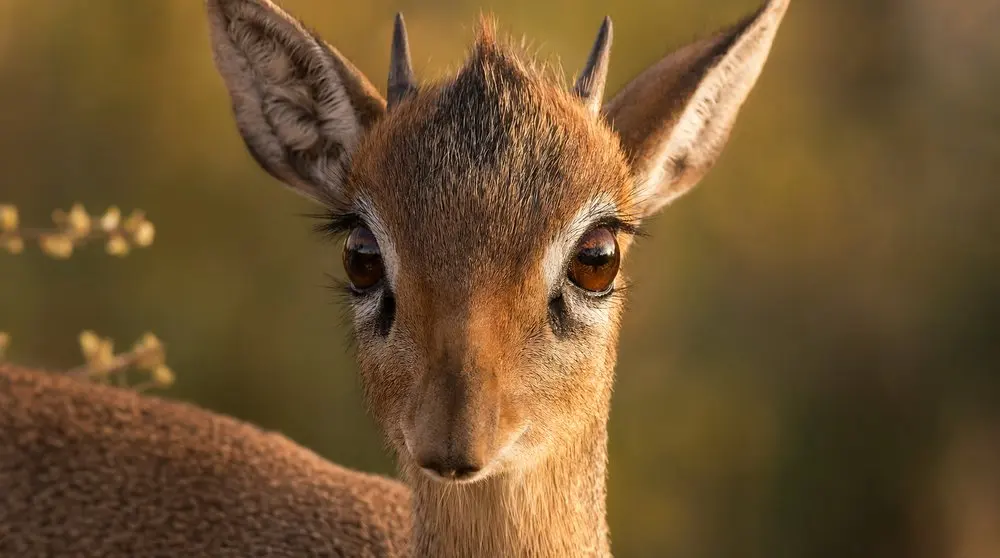 Kirk's Dik-dik: Facts, Habitat and Conservation