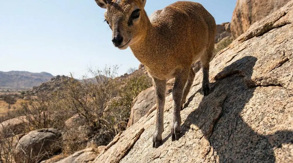 How to Photograph the Klipspringer on Safari