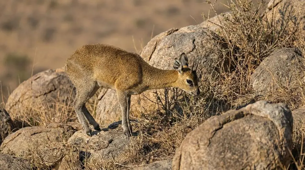 Klipspringer: Facts, Habitat and Conservation