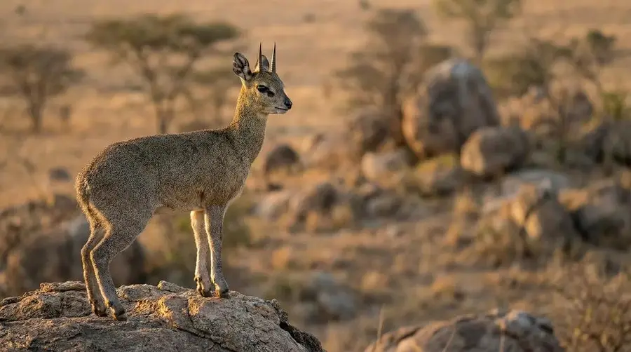 Klipspringer