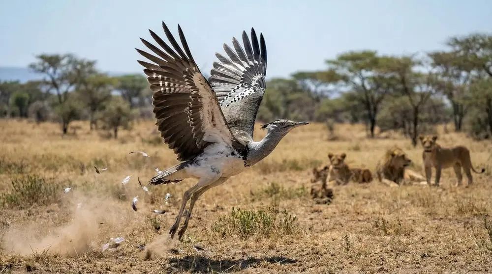 Top Wildlife to See in Tsavo West National Park