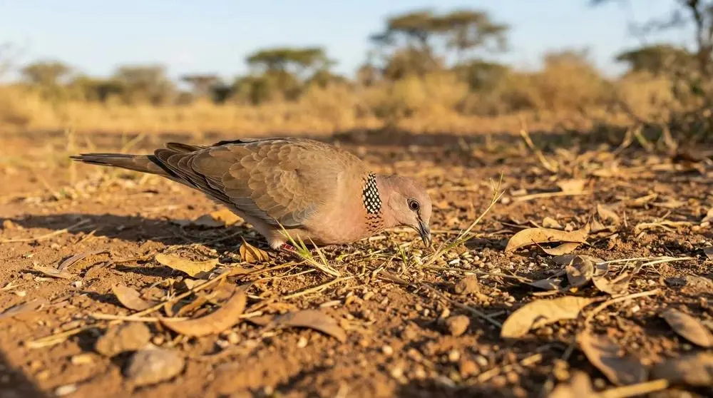 Best Time for a Safari in Namibia