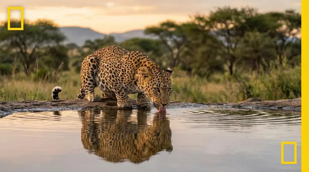Leopard