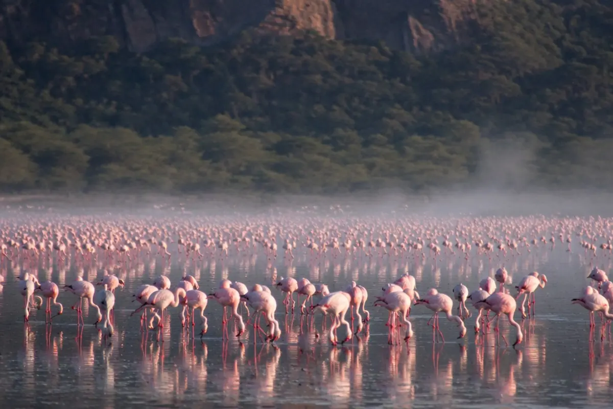 Best Time for a Safari in Uganda