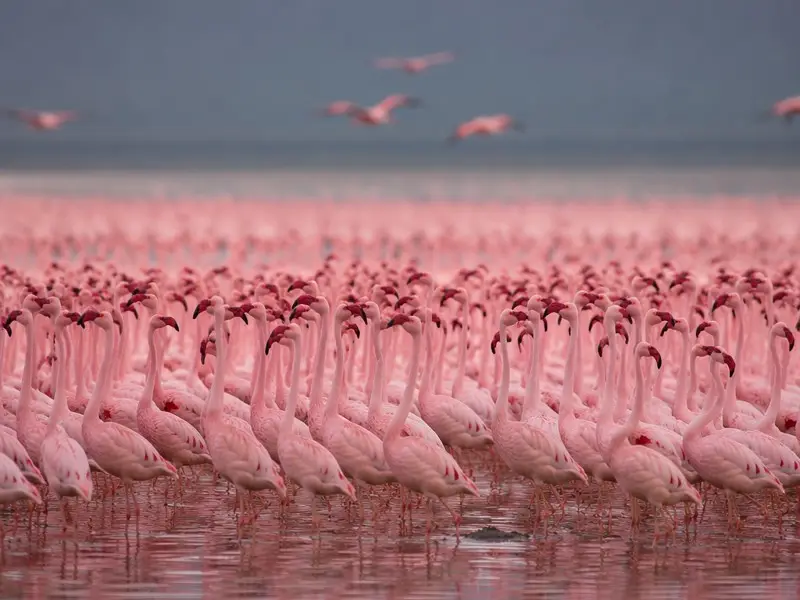 Lesser Flamingo