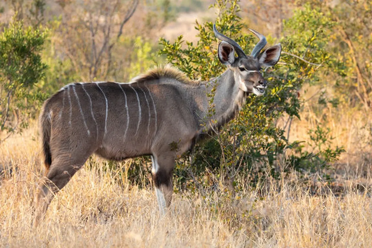 How to Photograph the Lesser Kudu on Safari