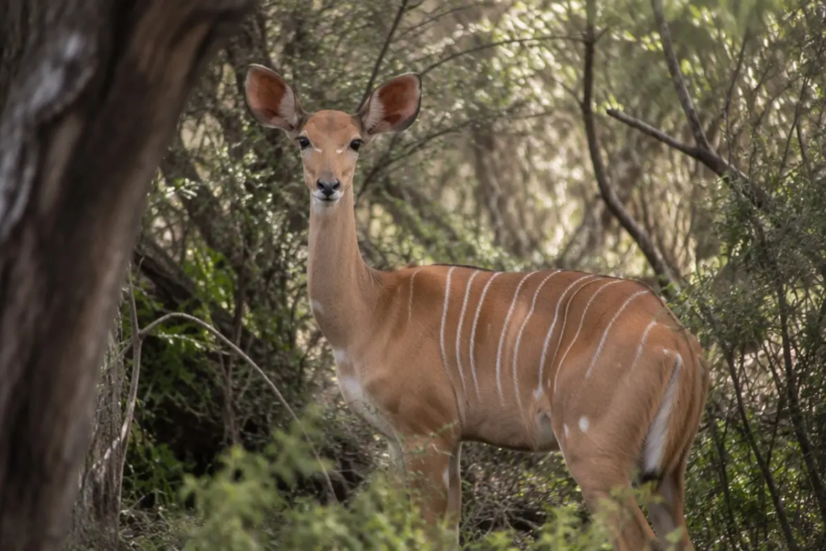 Lesser Kudu: Facts, Habitat and Conservation