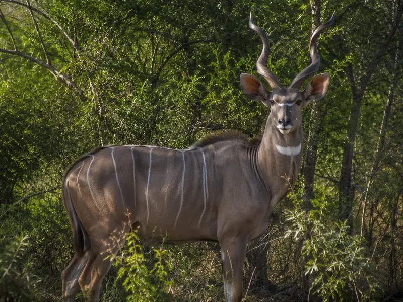 Lesser Kudu