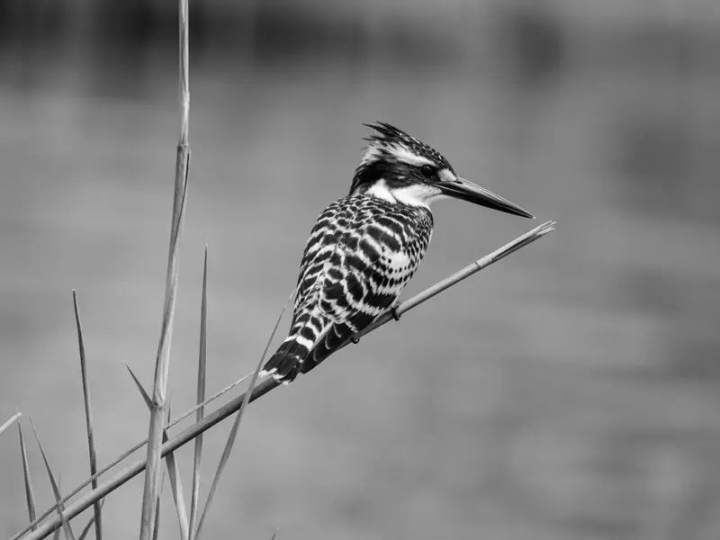 Lesser Pied Kingfisher