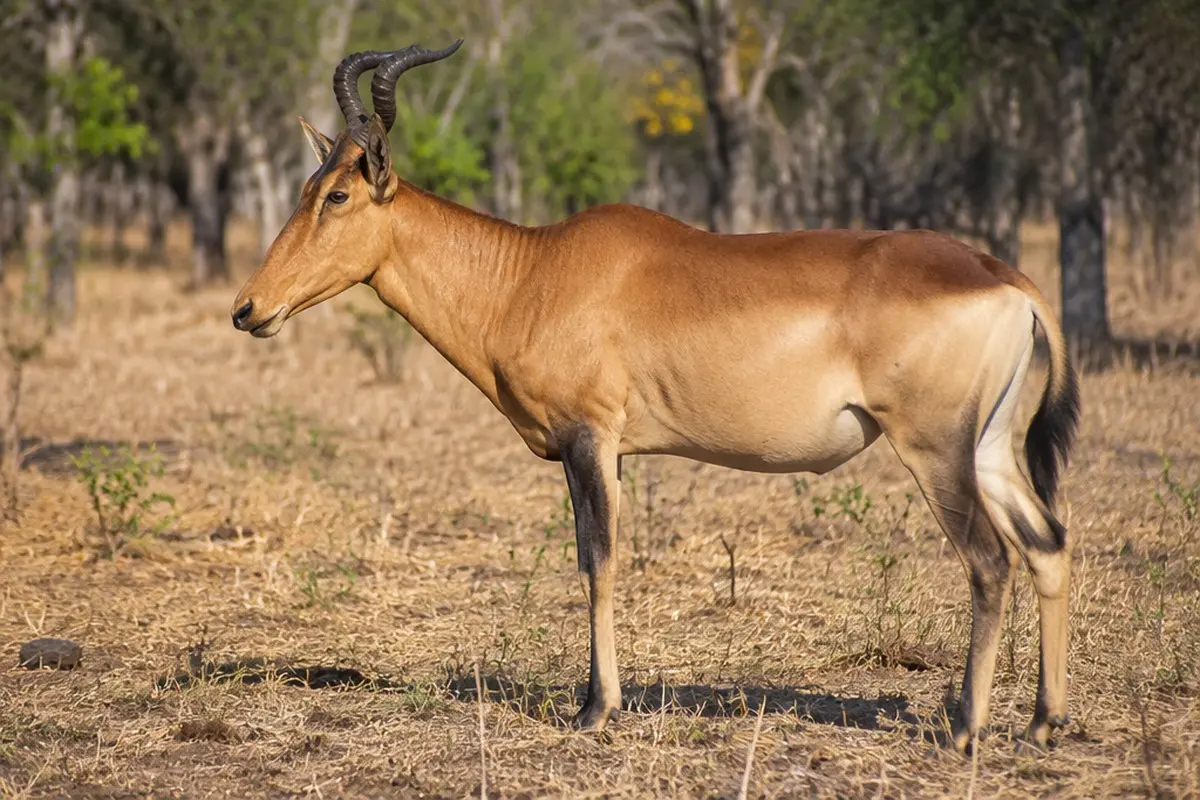 How to Photograph the Lichtenstein's Hartebeest on Safari
