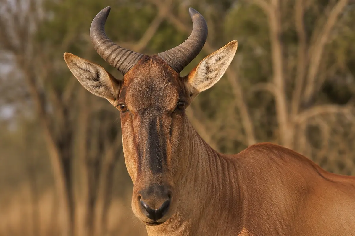 Lichtenstein's Hartebeest: Facts, Habitat and Conservation