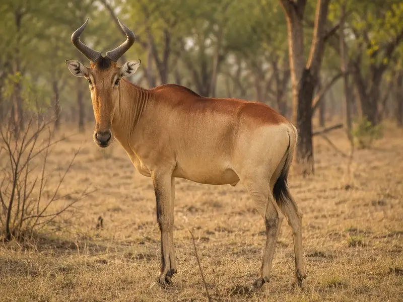 Lichtenstein's Hartebeest