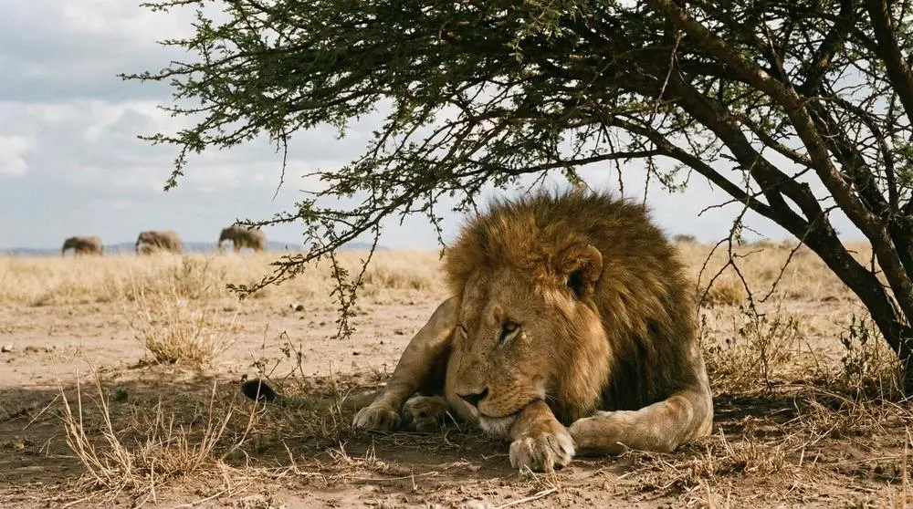 Lion