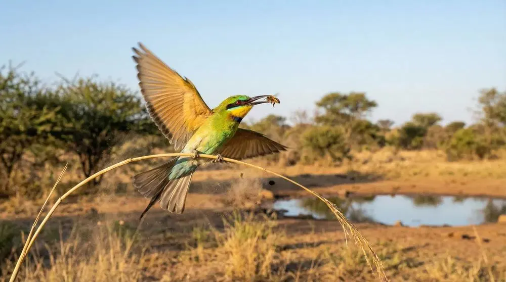How Much Does a South Africa Safari Cost?