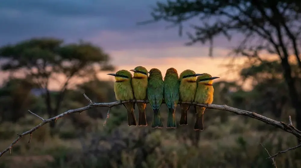 How Much Does a Tanzania Safari Cost?