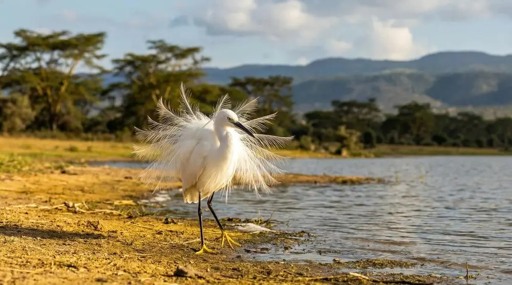 How Much Does a Zambia Safari Cost?