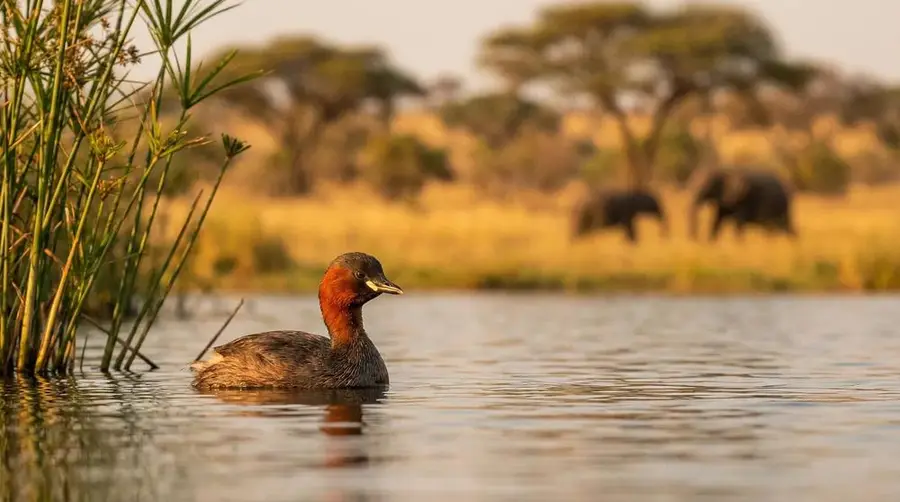 Little Grebe