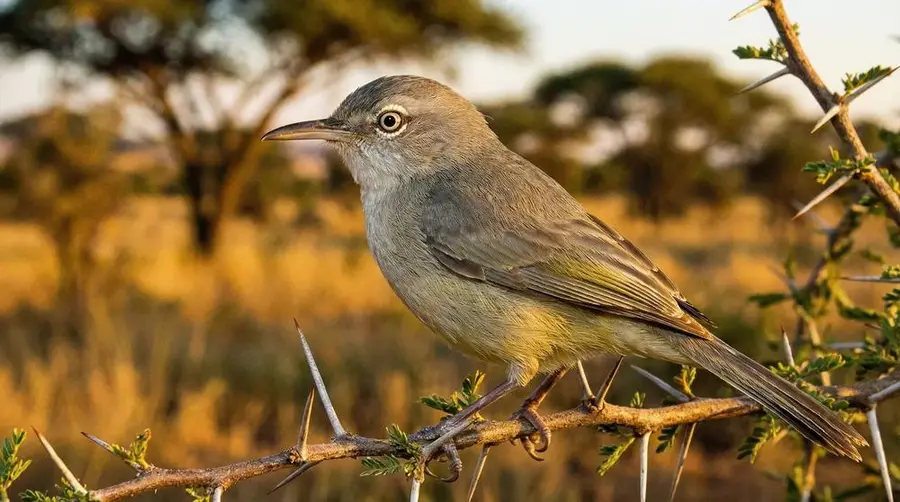 Long-billed Crombec