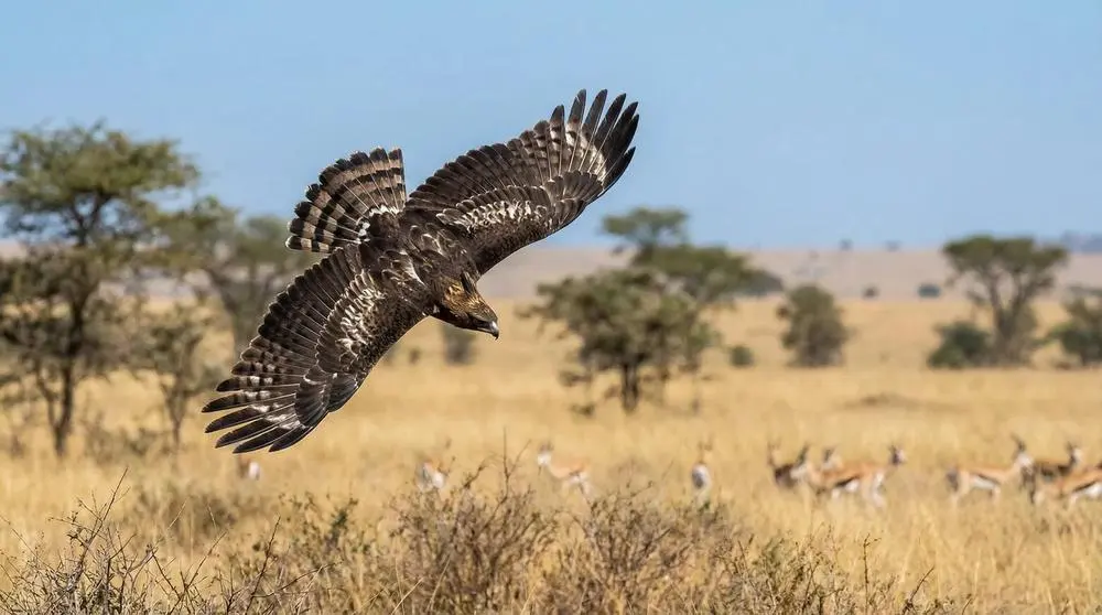 Is Rwanda Safe for Safari Travellers?