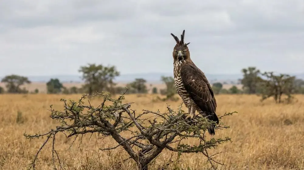 Is South Africa Safe for Safari Travellers?