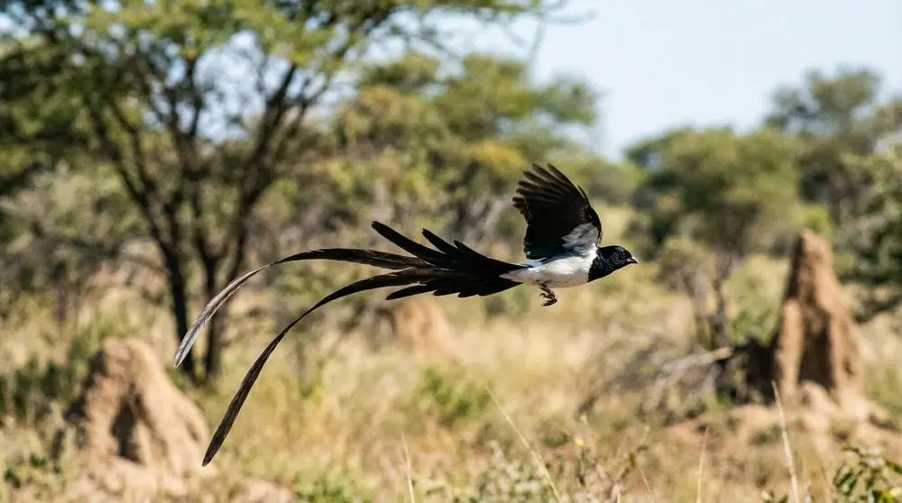 Is Zambia Safe for Safari Travellers?