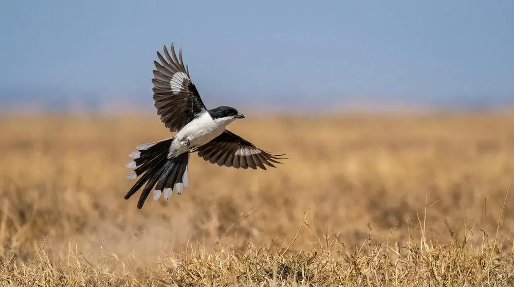 Kenya Safari Itinerary Ideas