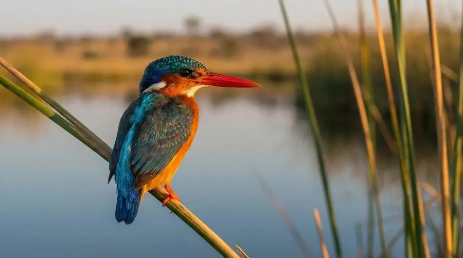 Malachite Kingfisher