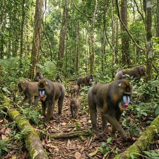 How to Photograph the Mandrill on Safari