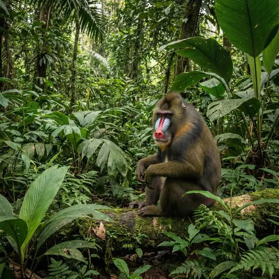 Mandrill