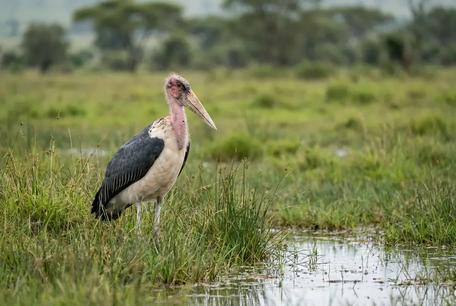 Marabou