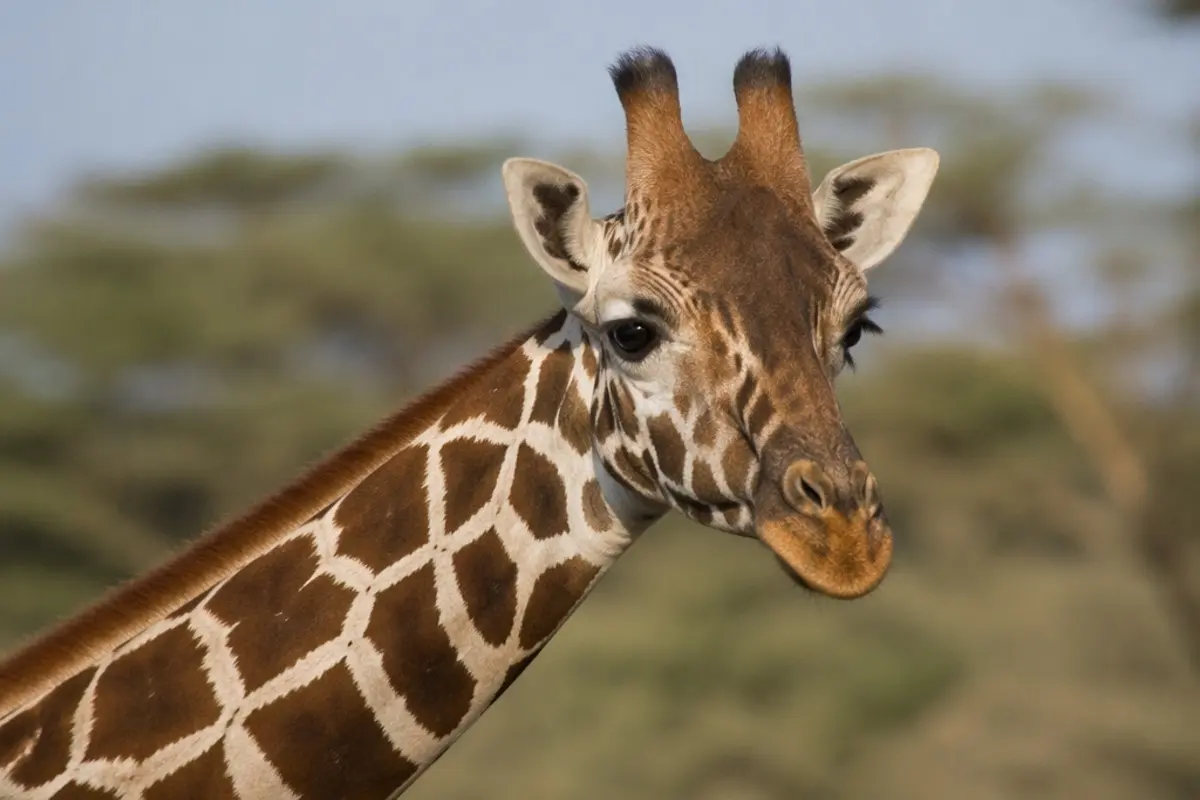 How to Photograph the Masai Giraffe on Safari