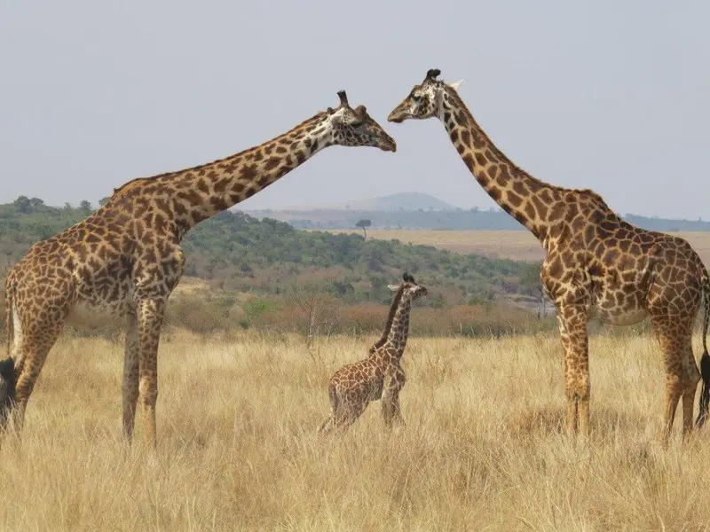 Masai Giraffe