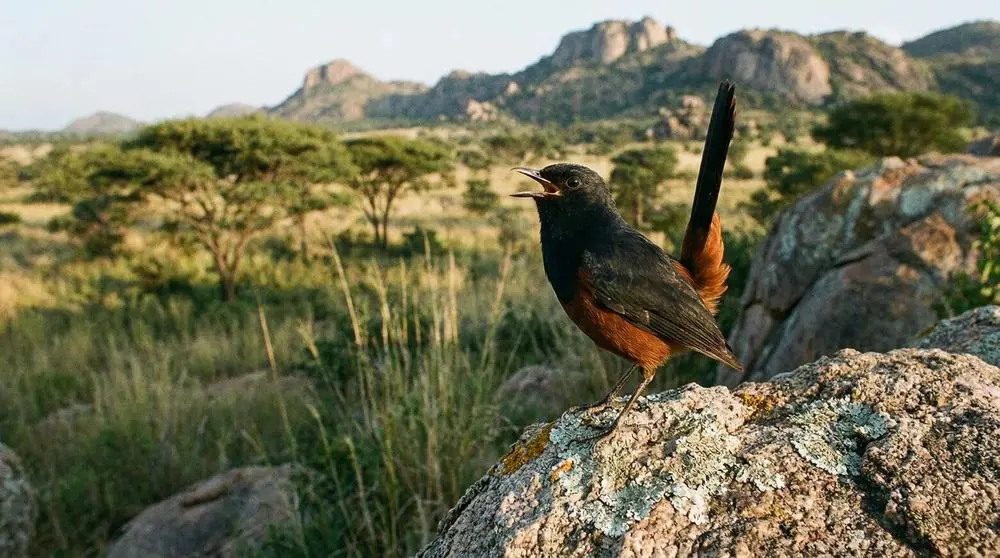 Uganda Safari Itinerary Ideas
