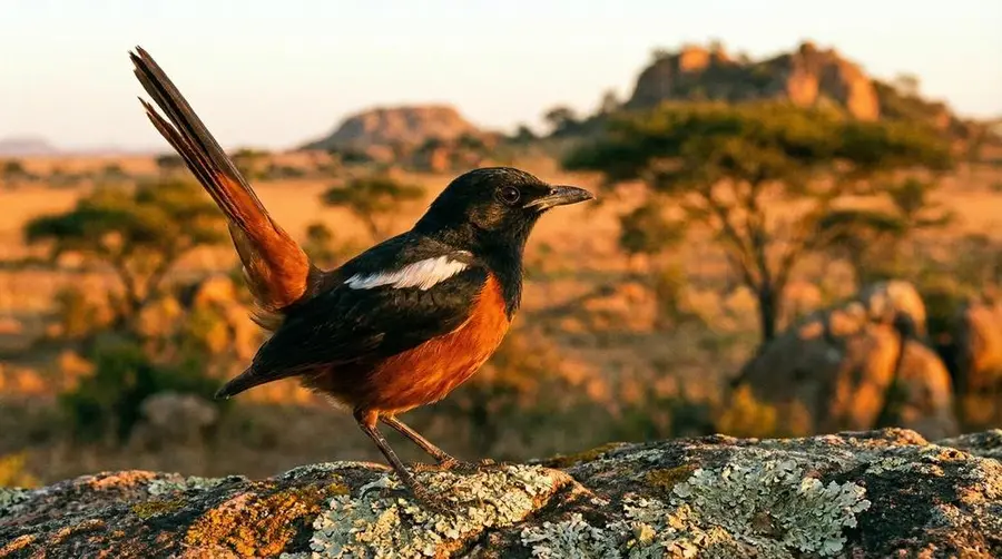 Mocking Cliff Chat