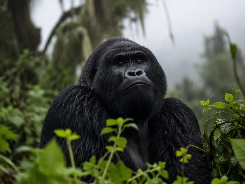 Mountain Gorilla