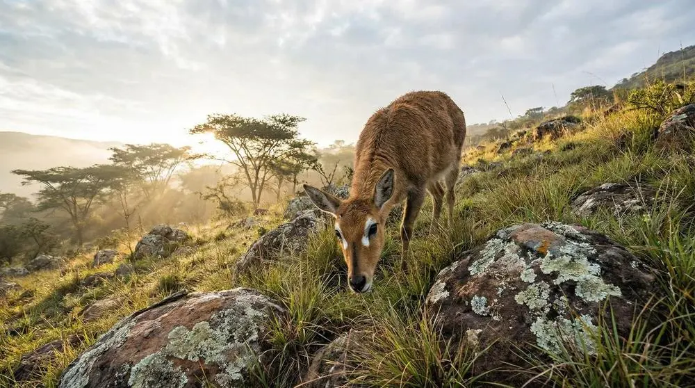 How to Photograph the Mountain Reedbuck on Safari