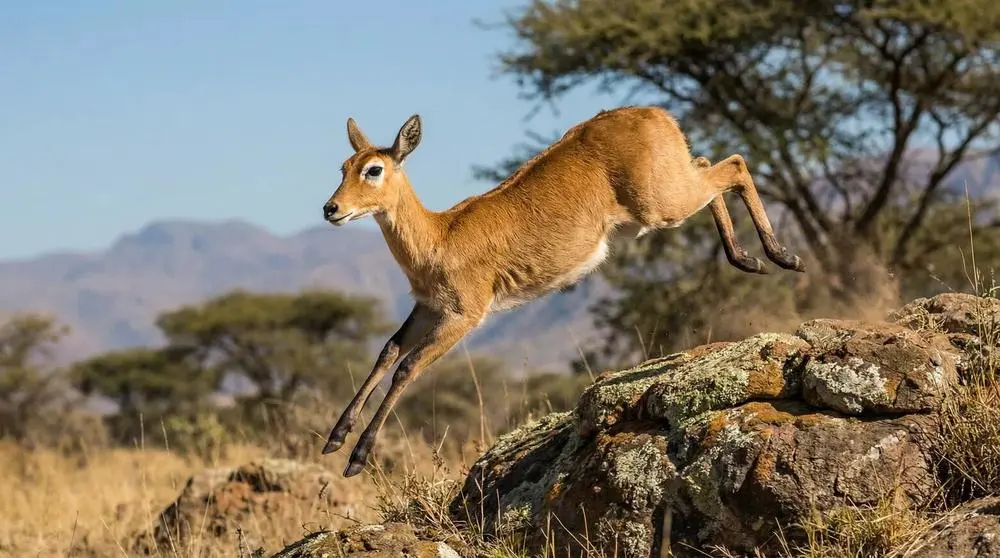Mountain Reedbuck: Facts, Habitat and Conservation