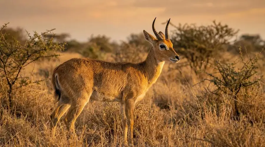 Mountain Reedbuck