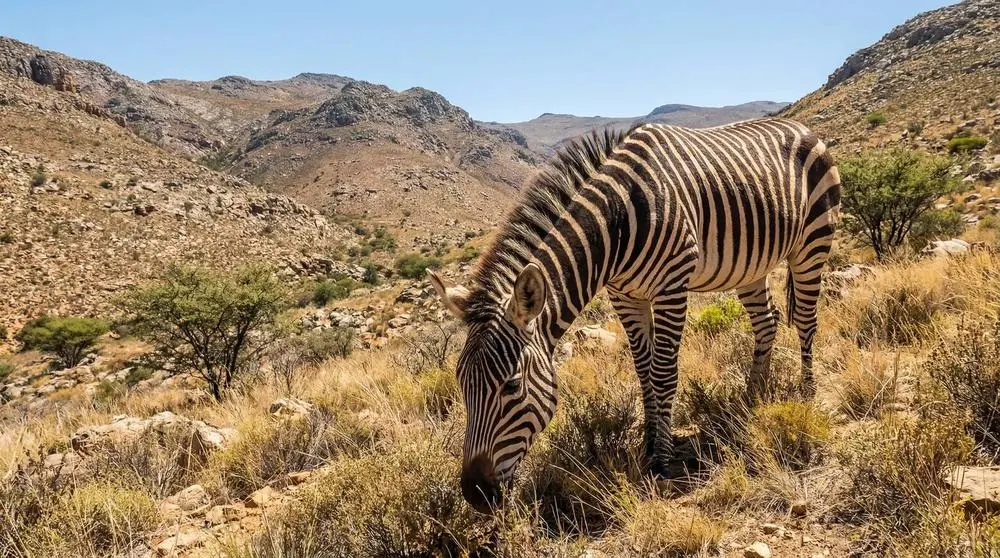 How to Photograph the Mountain Zebra on Safari