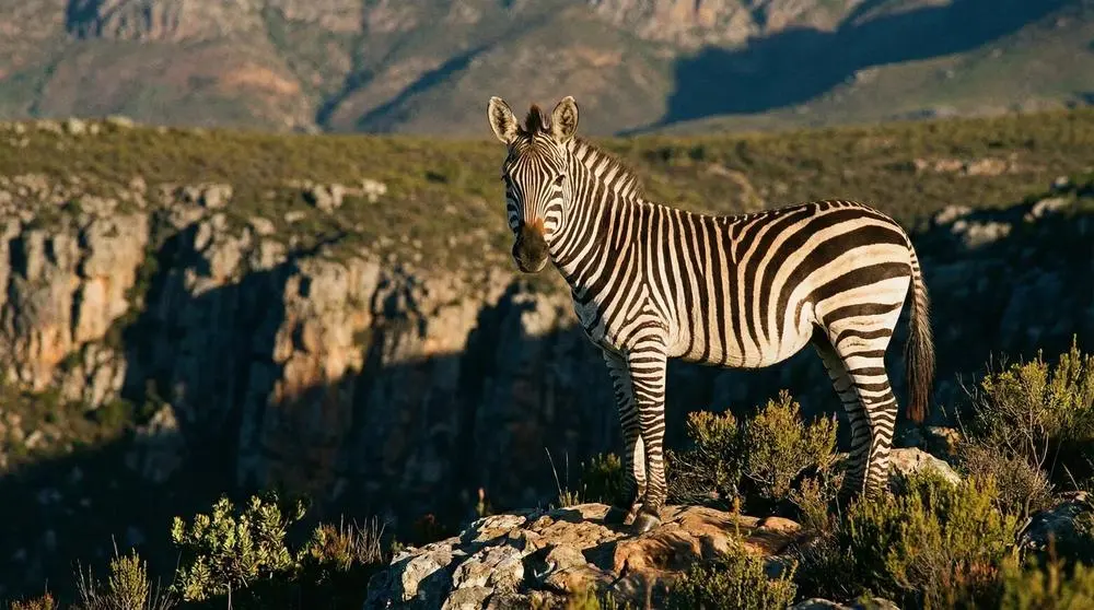 Mountain Zebra: Facts, Habitat and Conservation